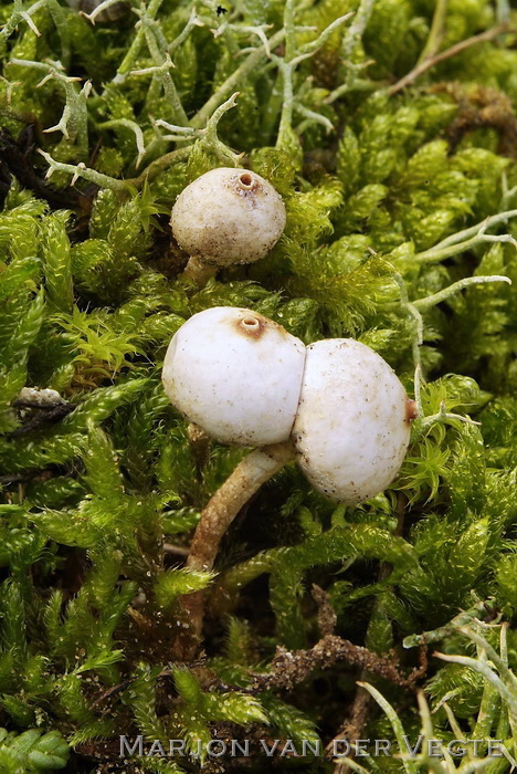Gesteelde stuifbal - Tulostoma brumale